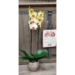 Orchidée Phalaénopsis ( la jaune )