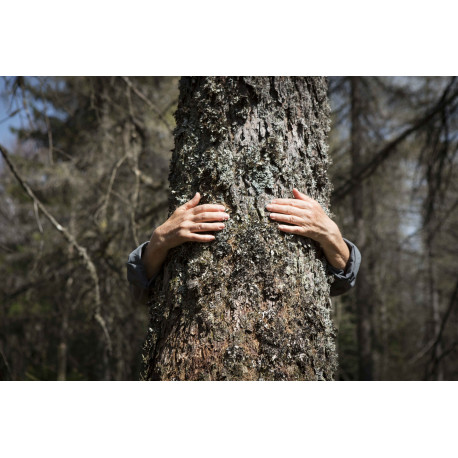 Week-end sylvothérapie dans les Vosges, l"expérience bien-être par les arbres