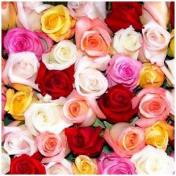 Roses multicolores (à l'unité)