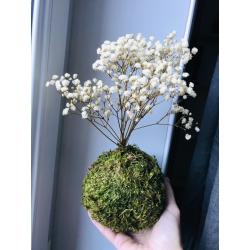 Kokedama stabilisé