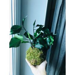 Kokédama stabilisé