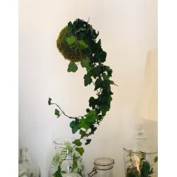 kokédama stabilisé